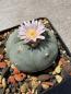 Preview: Lophophora williamsii